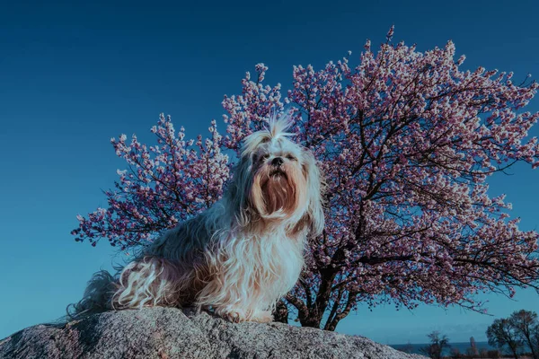 Çiçek Açan Kayısı Ağacının Arka Planında Shih Tzu Köpeği — Stok fotoğraf