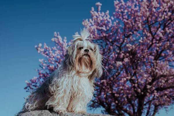 Shih Tzu Pes Květu Meruňkový Strom Pozadí — Stock fotografie