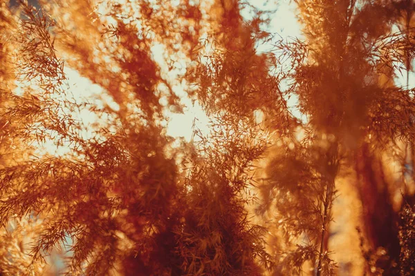 Fond Abstrait Herbe Sèche Dans Lumière Coucher Soleil Chaud — Photo