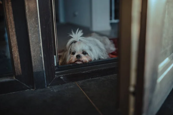 Shih Tzu Σκυλί Βρίσκεται Στο Κατώφλι Και Περιμένει Τον Ιδιοκτήτη — Φωτογραφία Αρχείου