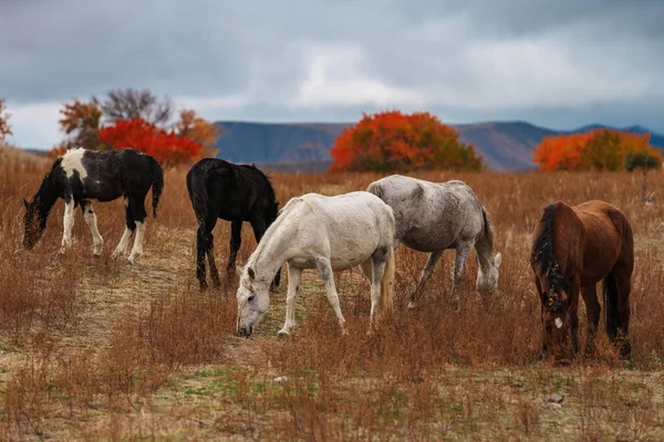 Horses Grazing Mountains Autumn — Stock Photo, Image