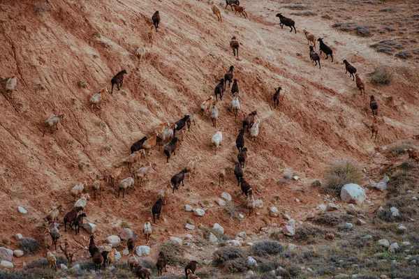 Koyun Sürüsü Bir Dağ Yamacında Yürüyor — Stok fotoğraf