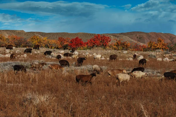 キルギスの秋の牧草地で羊の群れ — ストック写真