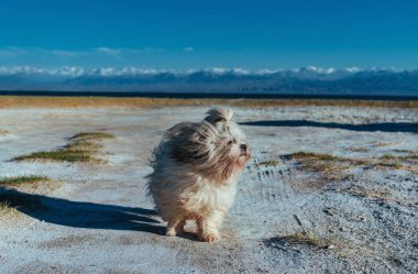 Kurumuş tuz gölünün yüzeyinde Shih tzu köpeği.