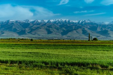 Dağların arka planında yeşil alan olan manzaralı bahar manzarası, Kırgızistan