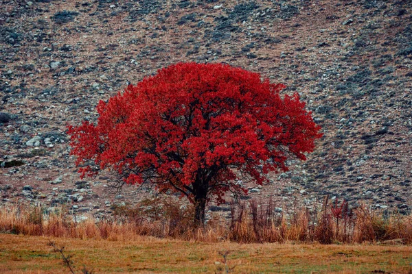 美丽的树 有鲜红的叶子 秋天的风景 — 图库照片