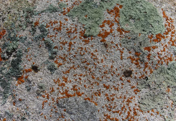 Stone Lichen Surface Abstract Background Texture — Stock Photo, Image