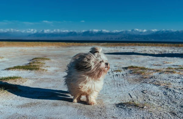 Shih Tzu Σκυλί Στην Επιφάνεια Μιας Αποξηραμένης Αλμυρής Λίμνης — Φωτογραφία Αρχείου