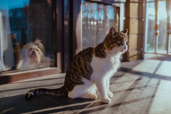 Katze Und Hund Warten Auf Ihr Herrchen — Stockfoto