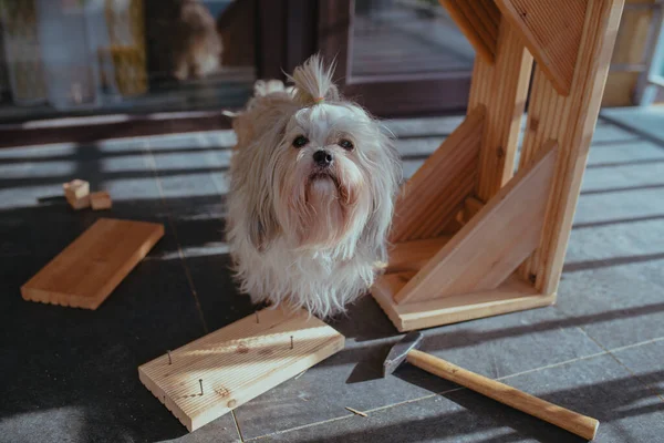 Ciekawy Pies Shih Tzu Wśród Narzędzi Budowlanych Swojego Mistrza — Zdjęcie stockowe