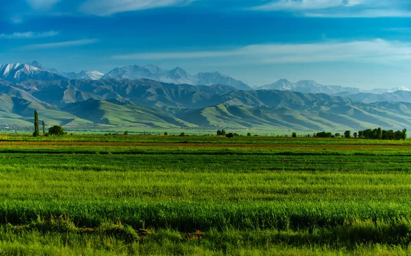 Frühlingslandschaft Mit Grünem Feld Auf Berghintergrund Kirgisistan — Stockfoto