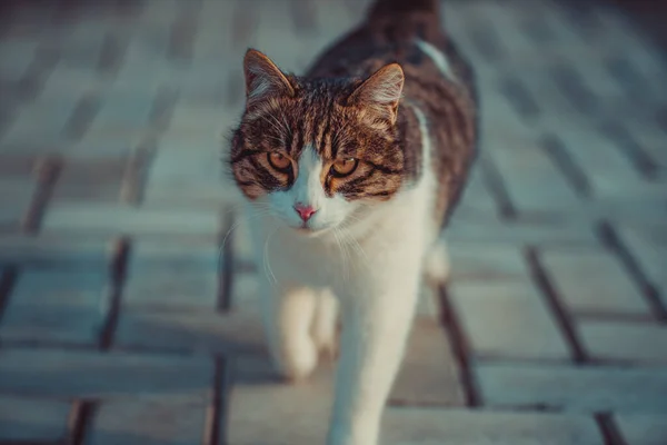 Кошка Ходит Вечернему Портрету Тротуаре — стоковое фото