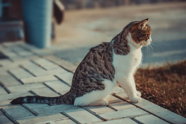 Katze Sitzt Auf Dem Gehweg Der Nähe Des Hauses — Stockfoto
