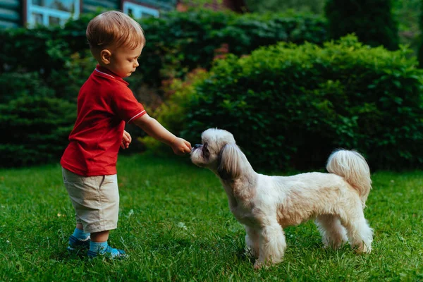 One Year Child Feeding Dog Garden Summer — Stock Photo, Image