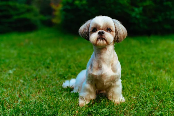 芝津犬が庭に草の上に座っている — ストック写真