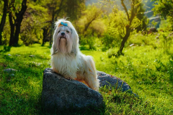 Shih Tzu Pies Stojący Kamieniu Letnim Gaju — Zdjęcie stockowe