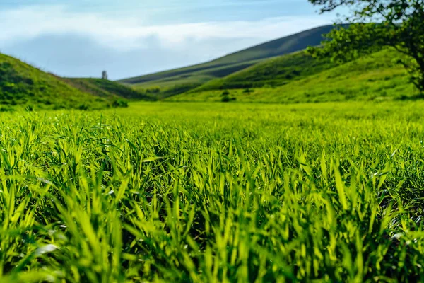 Pradera Verano Con Exuberante Hierba Verde Día Soleado —  Fotos de Stock