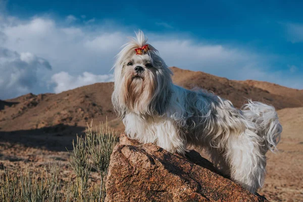 Shih Tzu Σκυλί Στέκεται Πέτρα Στο Φόντο Βουνά — Φωτογραφία Αρχείου