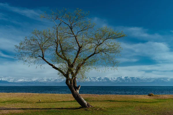 Ağaç Göl Ile Bahar Manzarası Kırgızistan Issyk Kul Gölü — Stok fotoğraf