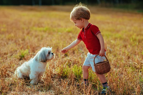 Yıl Çocuk Köpek Besleme Doğa Yürüyüşü Gün Batımı Sıcak Renkler — Stok fotoğraf