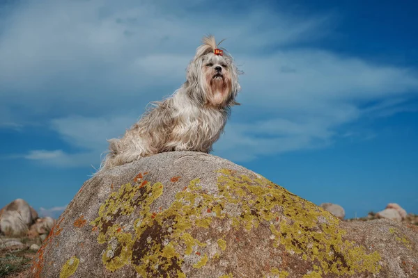 Shih Tzu Σκυλί Κάθεται Πέτρα Στο Φόντο Βουνά — Φωτογραφία Αρχείου