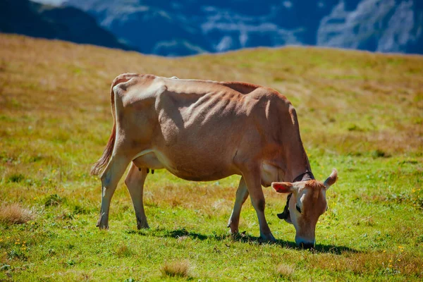 Vaca Suíça Prado Alpino — Fotografia de Stock