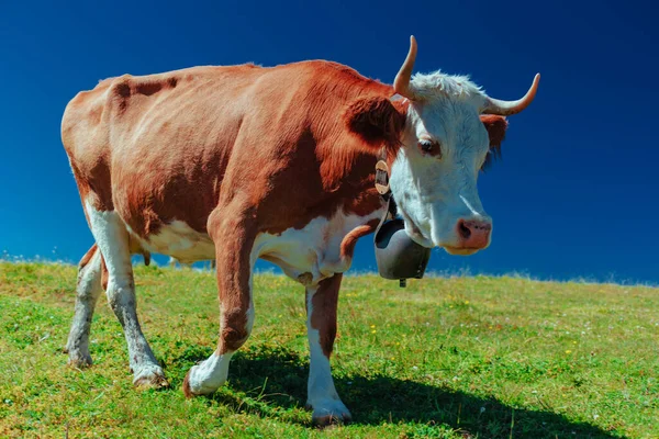 Krowa Dzwonkiem Łące Alpach Szwajcarskich — Zdjęcie stockowe