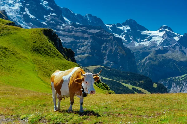 Αγελάδα Ψηλό Ορεινό Λιβάδι Στις Ελβετικές Άλπεις — Φωτογραφία Αρχείου