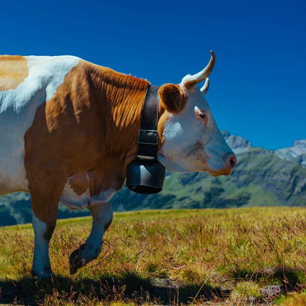 Vache Dans Pré Haute Montagne Dans Les Alpes Suisses Close — Photo