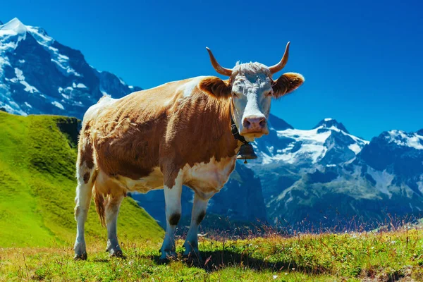 瑞士阿尔卑斯山高山草地上的奶牛 — 图库照片