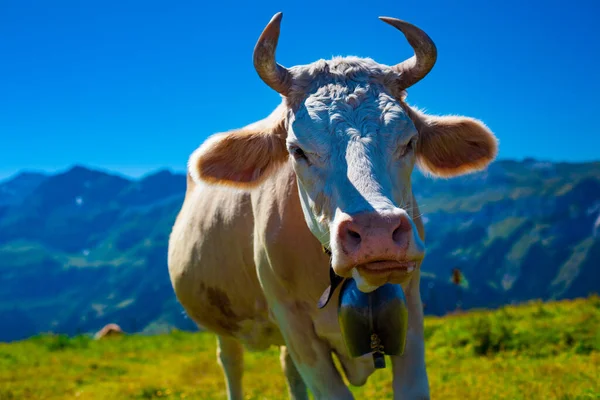 Корова Высоком Горном Лугу Смотрит Камеру — стоковое фото