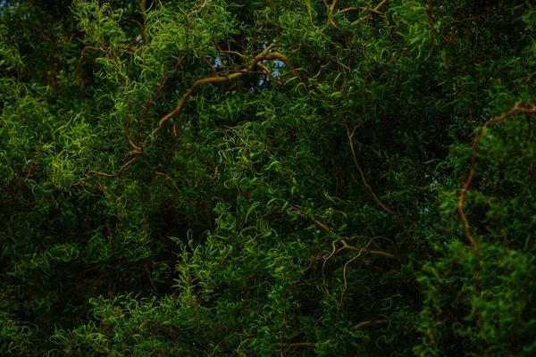 Yoğun Yeşil Ağaç Kaplamalı Soyut Arkaplan — Stok fotoğraf