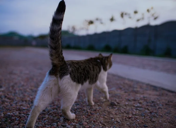Katze Geht Die Straße Entlang Konzentriert Sich Auf Den Rücken — Stockfoto