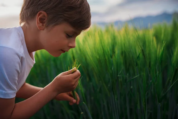 フィールド内の穀物植物のスパイクを持つかわいい男の子の肖像画 — ストック写真