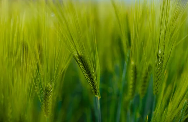 Spikelets Field Close View — Stock fotografie