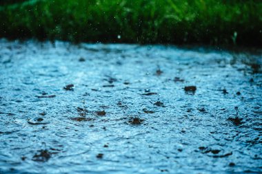 Raindrops at rainy day on green grass background clipart