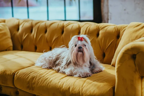 Shih Tzu Köpeği Lüks Bir Mekanda Koltukta Oturuyor — Stok fotoğraf