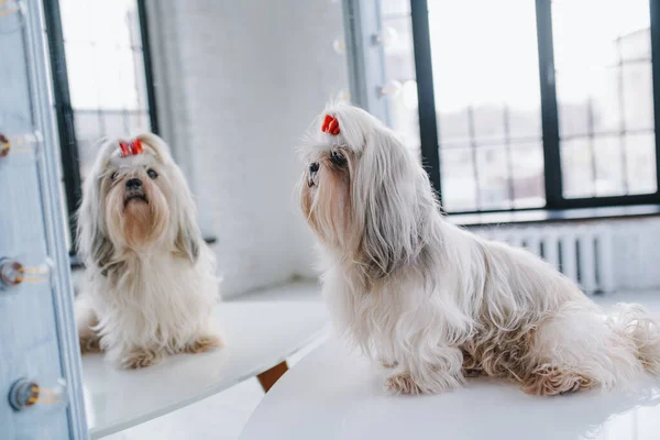 Shih Tzu Hund Betrachtet Sein Spiegelbild Spiegel Strahlend Weißen Innenraum — Stockfoto