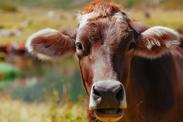 Portret Krowy Łące Alpach Szwajcarskich — Zdjęcie stockowe