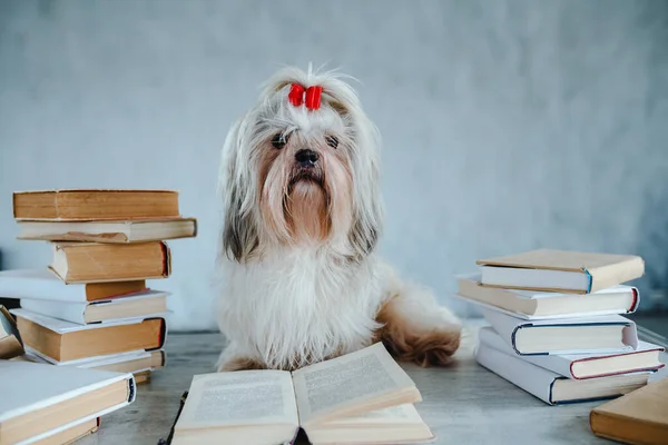 Clever Shih Tzu Dog Books — Stock Photo, Image