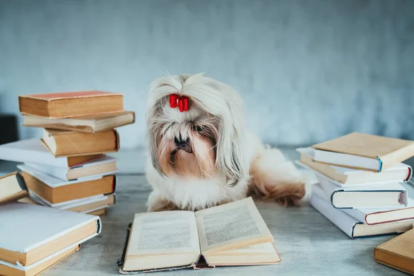 Clever Shih Tzu Dog Reading Book — Stock Photo, Image