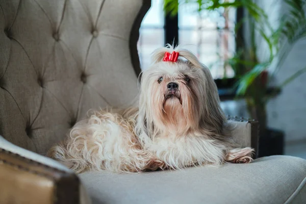 Shih Tzu Pies Siedzi Fotelu Luksusowym Wnętrzu — Zdjęcie stockowe