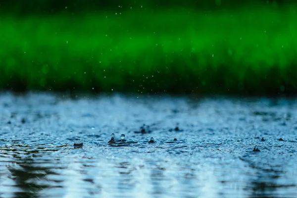 緑の草の背景に雨の日に降る — ストック写真