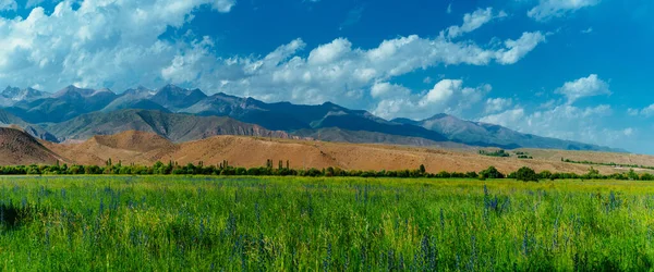 Prachtig Panoramisch Landschap Met Bloemenveld Bergen Achtergrond — Stockfoto
