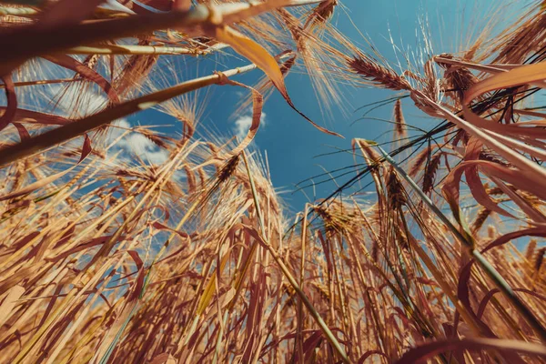 Pšeničné Pole Široký Úhel Pohledu Země — Stock fotografie