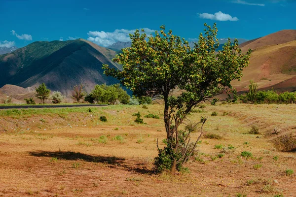 キルギスの山を背景にした野生のアプリコットの木 — ストック写真