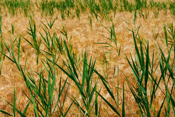 Feld Aus Trockenem Und Frischem Grünen Gras — Stockfoto