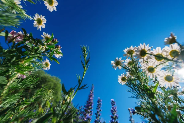 Virág Mező Széles Látószög Talajtól — Stock Fotó