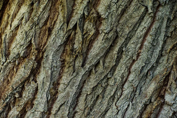 가까이 커다란 나무의 깃가지 — 스톡 사진