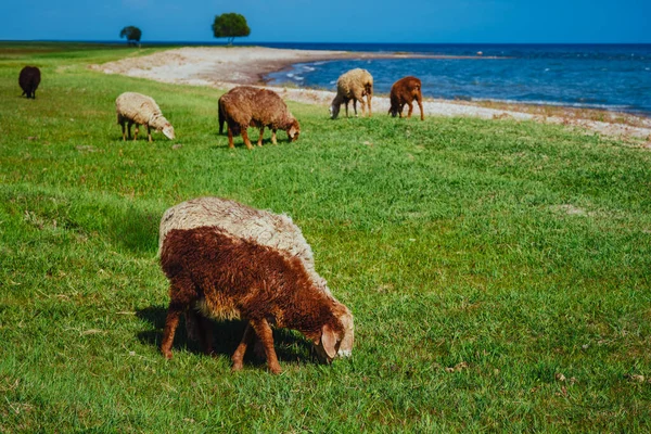 Πρόβατα Βόσκηση Στην Ακτή Της Λίμνης Καλοκαίρι — Φωτογραφία Αρχείου